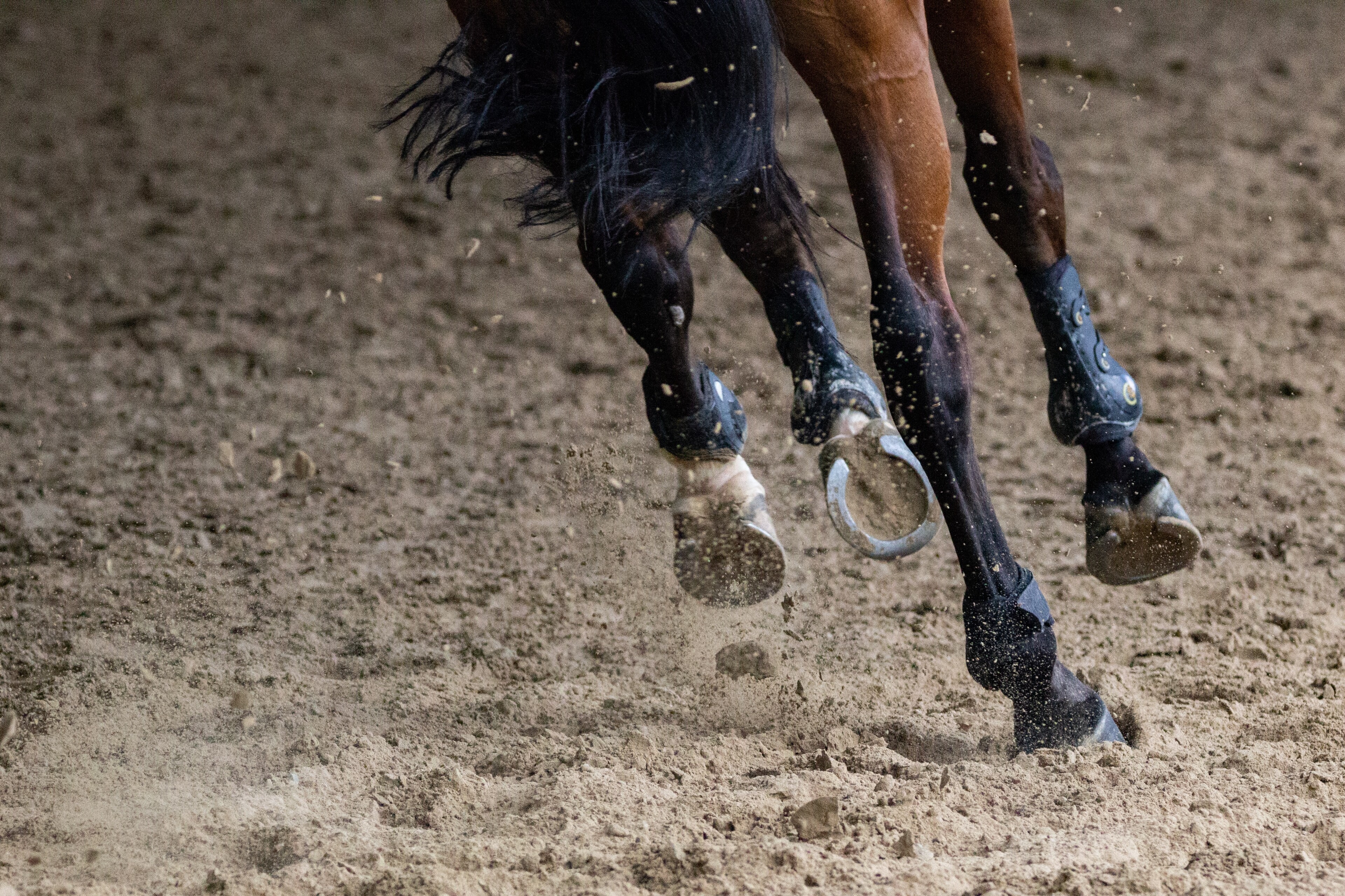 paard2 paard2